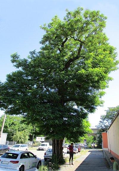 Robinia is Duitse ‘Boom van het Jaar 2020’