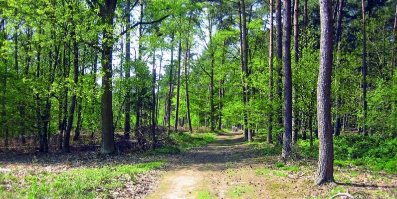 COVID-19 / Richtlijnen in bos- en natuurgebieden