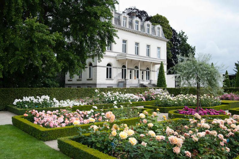 Kortrijk / Feest in de internationale rozentuin ’t Hooghe