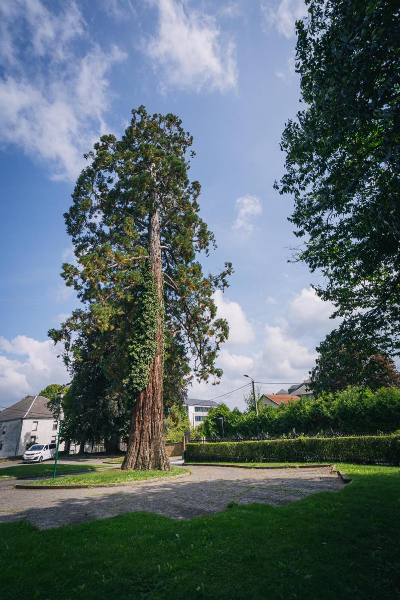 Boom van het Jaar 2021 / De Mammoetboom in Virton
