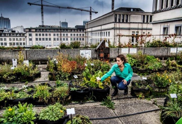 Meer samenwerking en steun nodig voor stadslandbouw