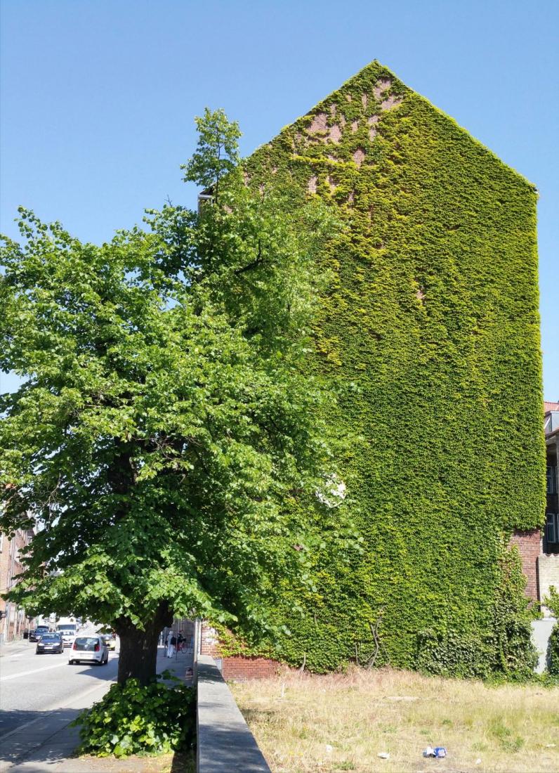 Stedelijk groen voor lawaaireductie