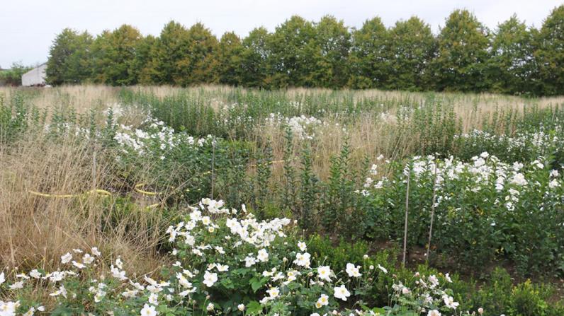 PCS / Lerend netwerk 'Natuurlijke beplanting' 