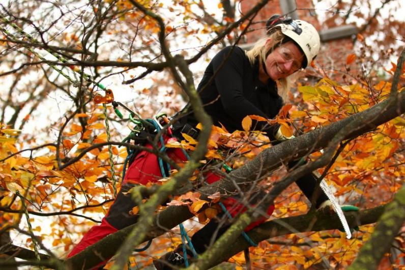 Tree Worker - opleidingstraject tot professioneel boomverzorger