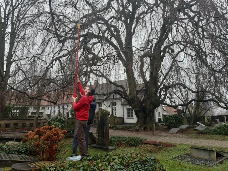 Provincie Oost-Vlaanderen neemt enten van treurbeuk op protestants kerkhof Korsele 