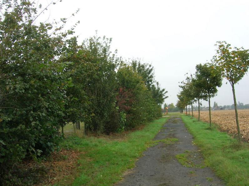 Oost-Vlaamse boeren planten massaal bomen en hagen