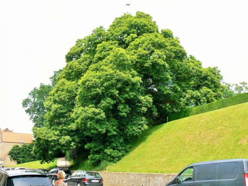 Herstel van natuur en landschap in de Ieperboog na de Eerste Wereldoorlog 