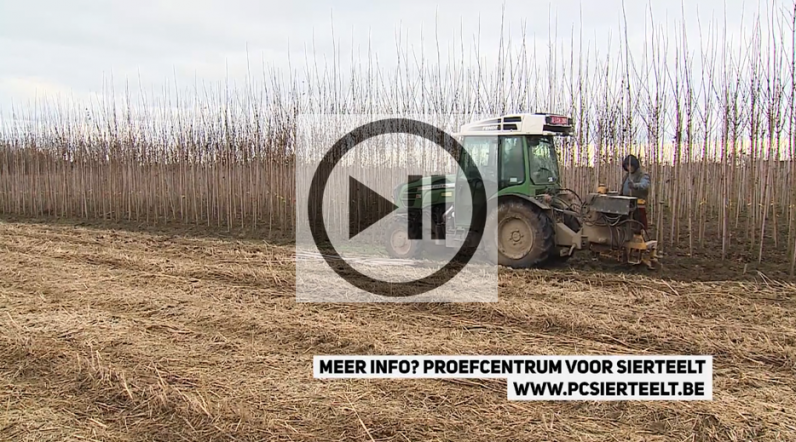 Bomen spelen een belangrijke rol