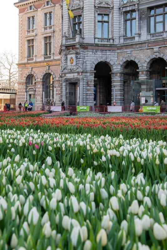 De lente begint met Vlaamse tulpen