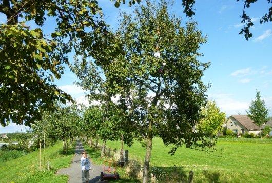 Fruitbomen in stedelijk openbaar groen