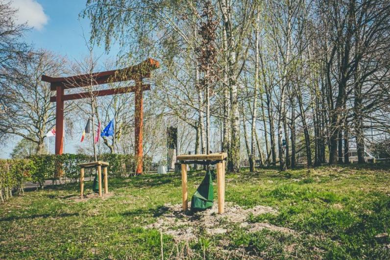 Hasselt / Waterzakken bevochtigen bomen