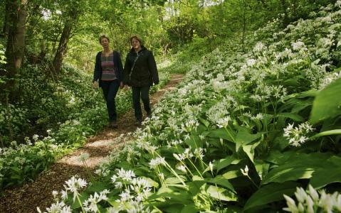 3300 nieuwe bomen en struiken voor de Wolfsputten in Dilbeek