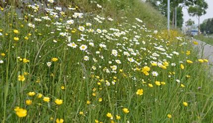 Zaadmengsels voor graslanden en wegbermen