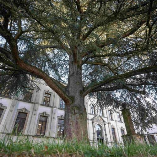 Wordt de ceder van het Sainte-Marie College in Aarlen de Europese Boom van het Jaar 2024?  © Thomas Meunier