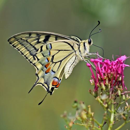 Ook in stedelijke gebieden zijn er mogelijkheden voor meer biodiversiteit. © J. Sharp / Wikimedia Commons