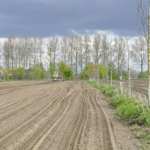 Agroforestry © ILVO