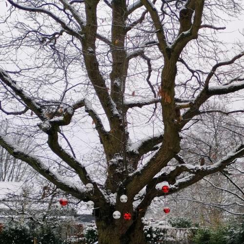 De kastanjeboom in Hove is één van de finalisten © RLKGN