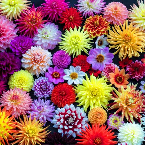 Dahlia’s © Marktee1 / Wikimedia Commons