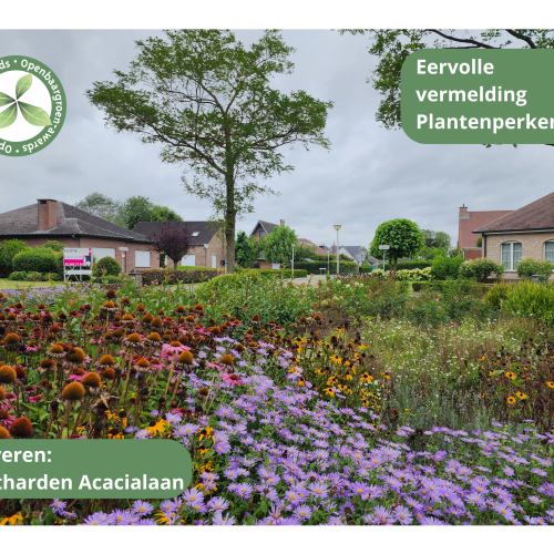 Beveren - Ontharden verkeerseiland Acacialaan © VVOG
