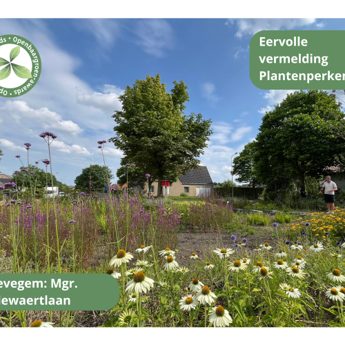 Zwevegem - Ontharding Mgr. Callewaertlaan © VVOG