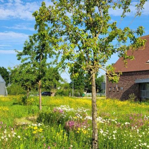 Een bloemenweide in bloei © Ecoflora