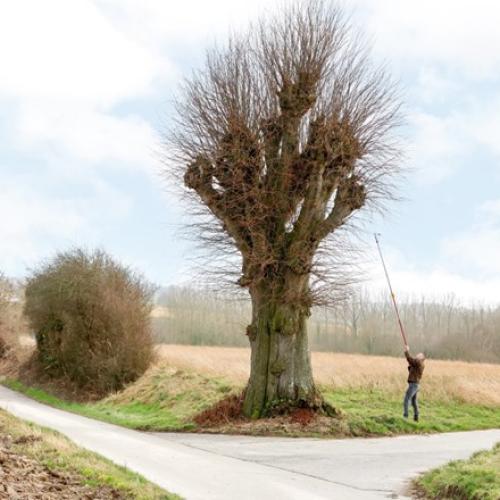 Een onderzoeker neemt genetisch materiaal van een erfgoedboom. © Europa Nostra