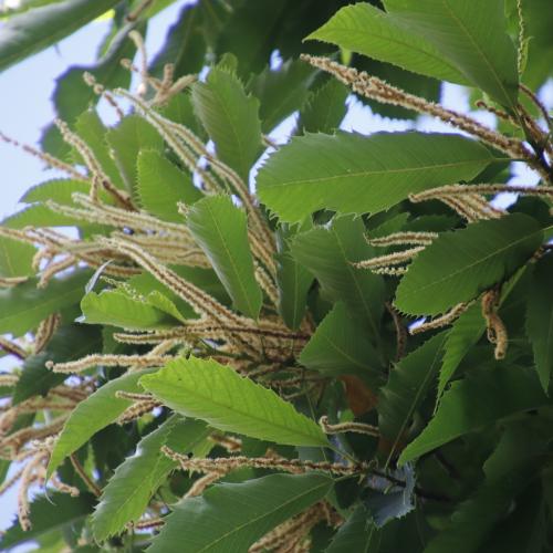 Tamme kastanje (Castanea sativa) © Tony Rebelo