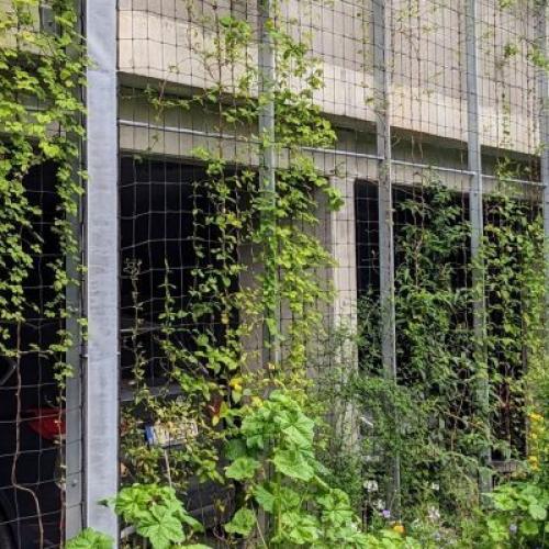 Een groene gevel aan het Bijgaardehof © Gevelgroen Vzw