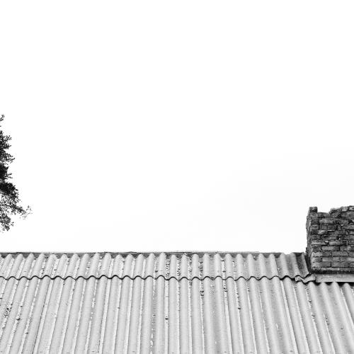 Een boom waar je hem niet verwacht … © Reinis Bruzitis