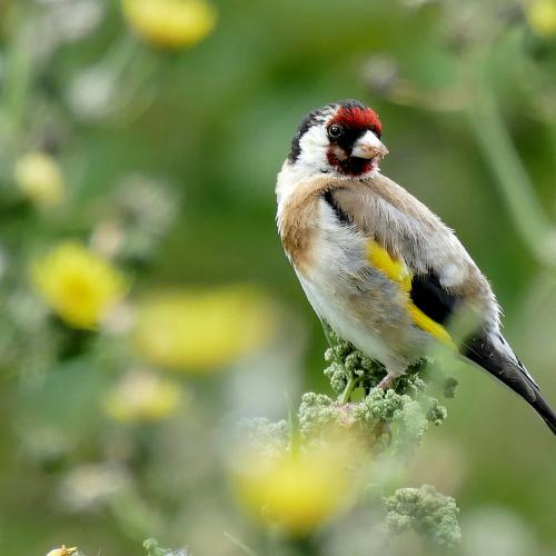 Distelvink © Andrea Lightfoot