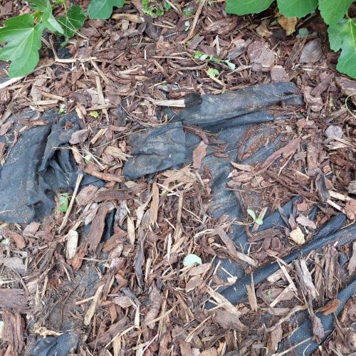 IIlustratiebeeld worteldoek © Patrick Godding