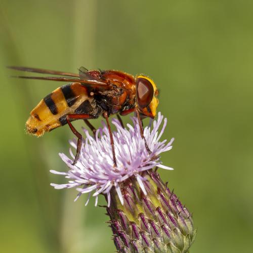 lllustratiebeeld © Tina Ellegaard Poulsen