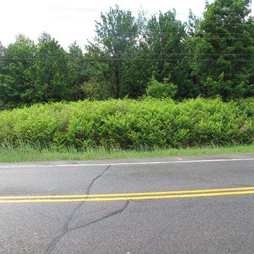 Illustratiebeeld Japanse duizendknoop © Gilles Ayotte