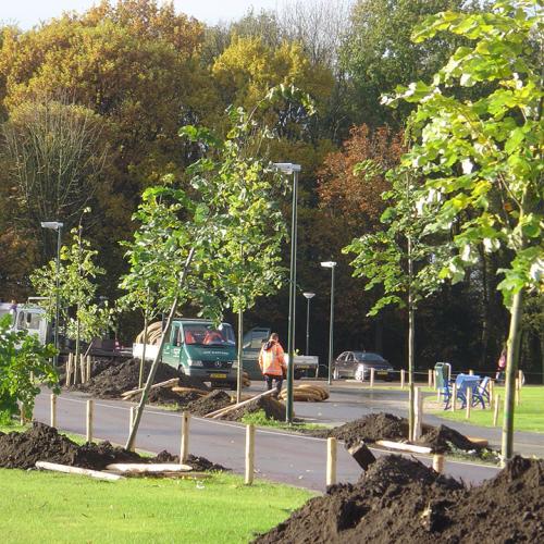 Stadsbomen groeien sneller, maar sterven jong