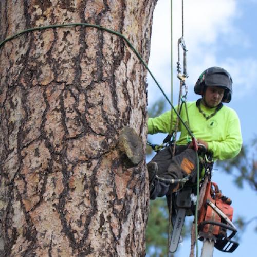Vives en Inverde starten ‘Postgraduaat Tree Manager’