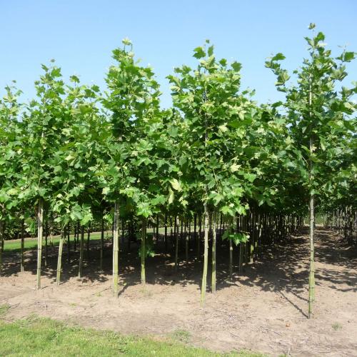 Klimaatbomen – Groeien voor de toekomst