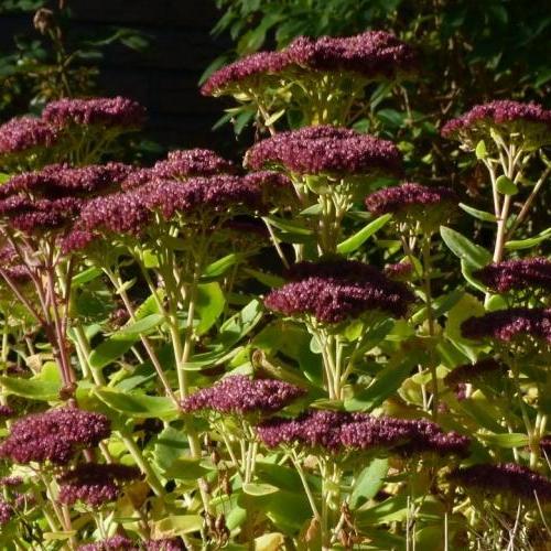 Opleiding / Duurzaam ontwerpen met planten en groenvormen