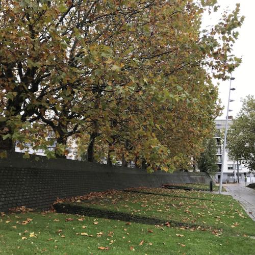 Open Brief / Protest tegen kappen volwassen bomen in Gent