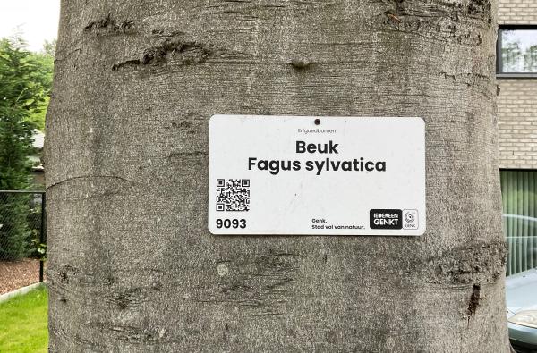 Genk - Erfgoedbomen