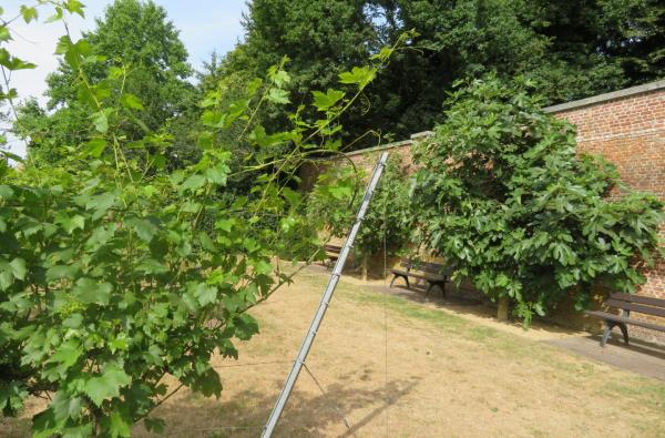 Kruidentuin Cortewalle in Beveren