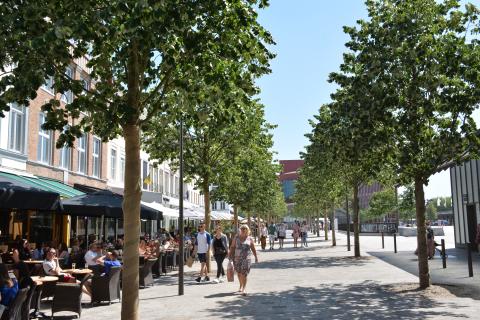 ’t Zand in Brugge, Tilia tomentosa Szeleste © Boomkwekerij Van den Berk