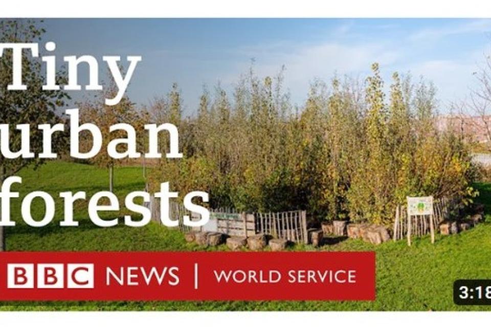 Tiny Urban Forests © BBC News