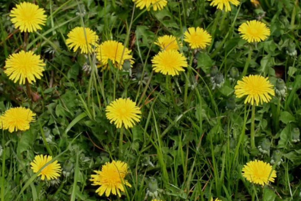 Paardenbloem © Nature Today
