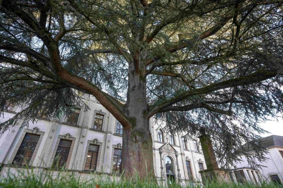 Wordt de ceder van het Sainte-Marie College in Aarlen de Europese Boom van het Jaar 2024?  © Thomas Meunier