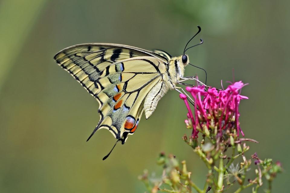 Ook in stedelijke gebieden zijn er mogelijkheden voor meer biodiversiteit. © J. Sharp / Wikimedia Commons
