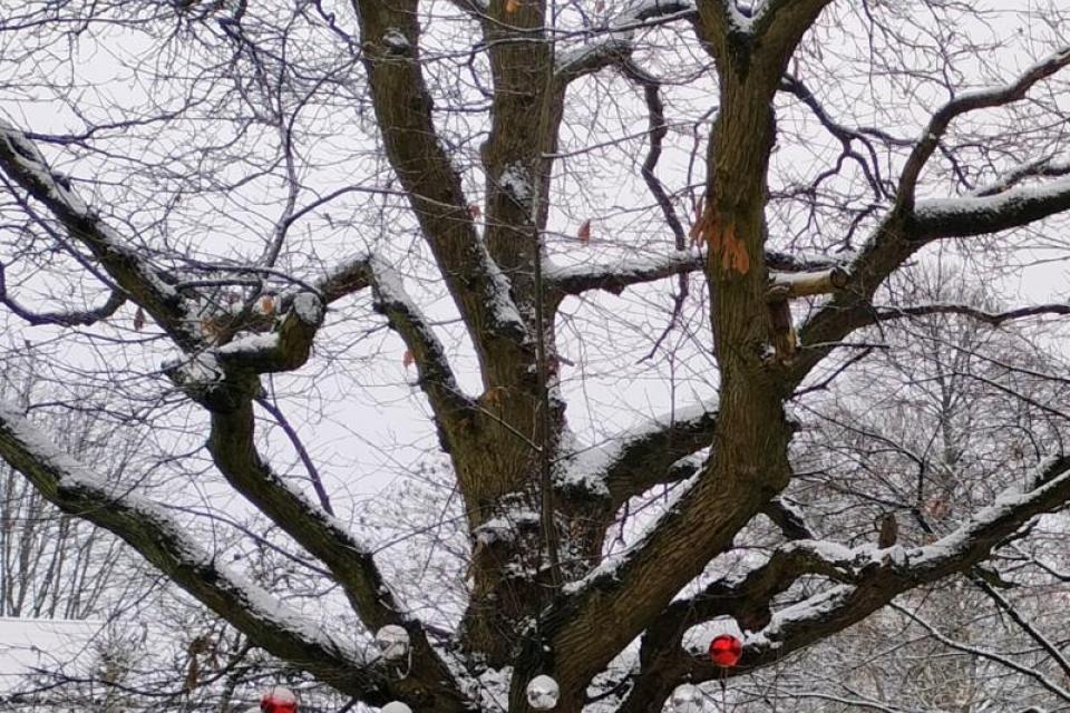 De kastanjeboom in Hove is één van de finalisten © RLKGN