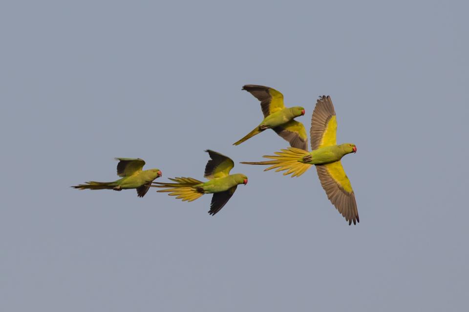Halsbandparkieten zijn een vertrouwde verschijning in veel Europese steden © Umang Jung Thapa / Wikimedia Commons