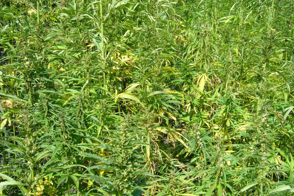 Cannabis sativa of hennep blijkt een ideale bodemzuiveraar te zijn. © Nabokov / Wikimedia Commons
