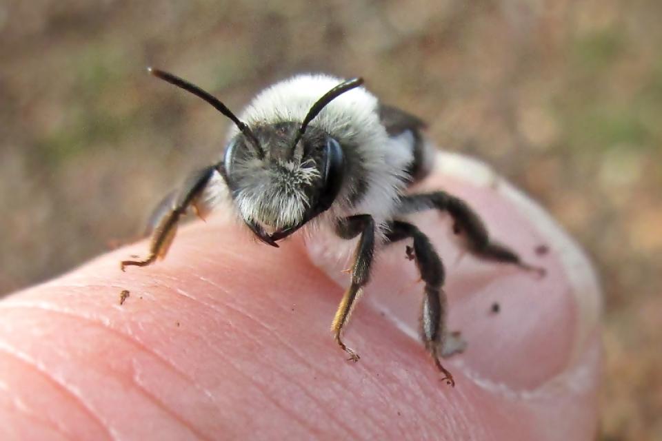 Zandbij © B. Schoenmakers