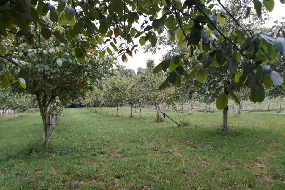 Boomgaard met notelaars © Agroforestry Vlaanderen